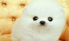 博美爆料新闻视频播放