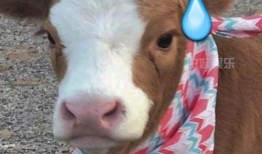 娱乐吃瓜酱千狗,揭秘娱乐圈背后的那些事儿