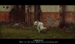 麻豆喵,揭秘网红背后的魅力与挑战