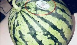 网红吃瓜方法,轻松解锁娱乐圈新鲜事