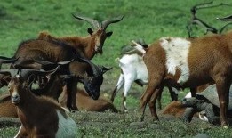 钓鱼爆料老山羊视频下载,钓鱼爆料视频下载解析