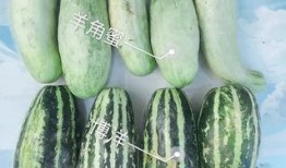 网红吃瓜方法,轻松解锁娱乐圈新鲜事