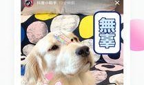 爆料网红小羊视频大全下载,热门内容一键下载