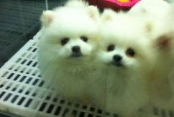 博美爆料新闻视频播放