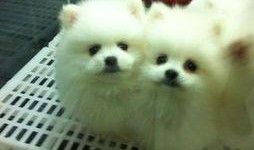 博美爆料新闻视频播放