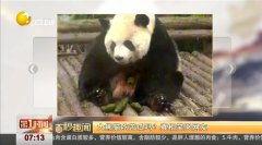 娱乐吃瓜大熊猫视频
